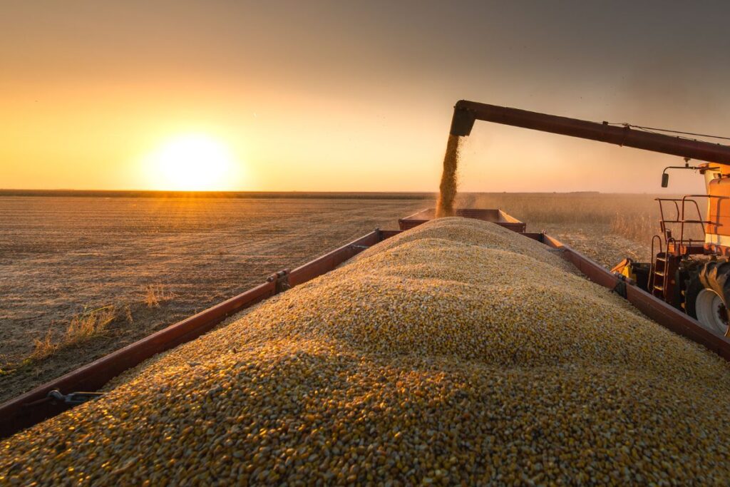 Produção de grãos no Acre recua no mês de outubro, segundo levantamento do IBGE