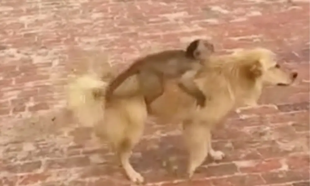 Em Porto Walter, macaco pega carona em cachorro e cena inusitada chama a atenção; veja vídeo