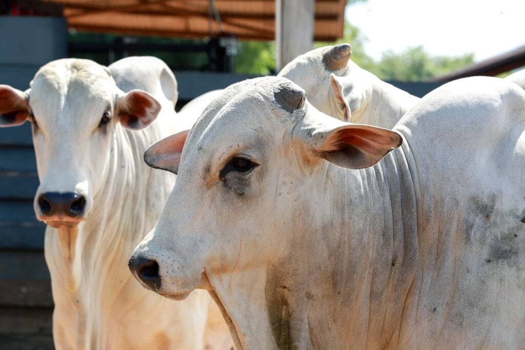 Pecuária bovina acreana avança em 2025 com sustentabilidade, genética aprimorada e novos investimentos