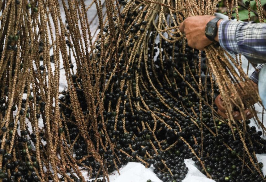 Açaí do Acre terá bônus de 13% em programa federal