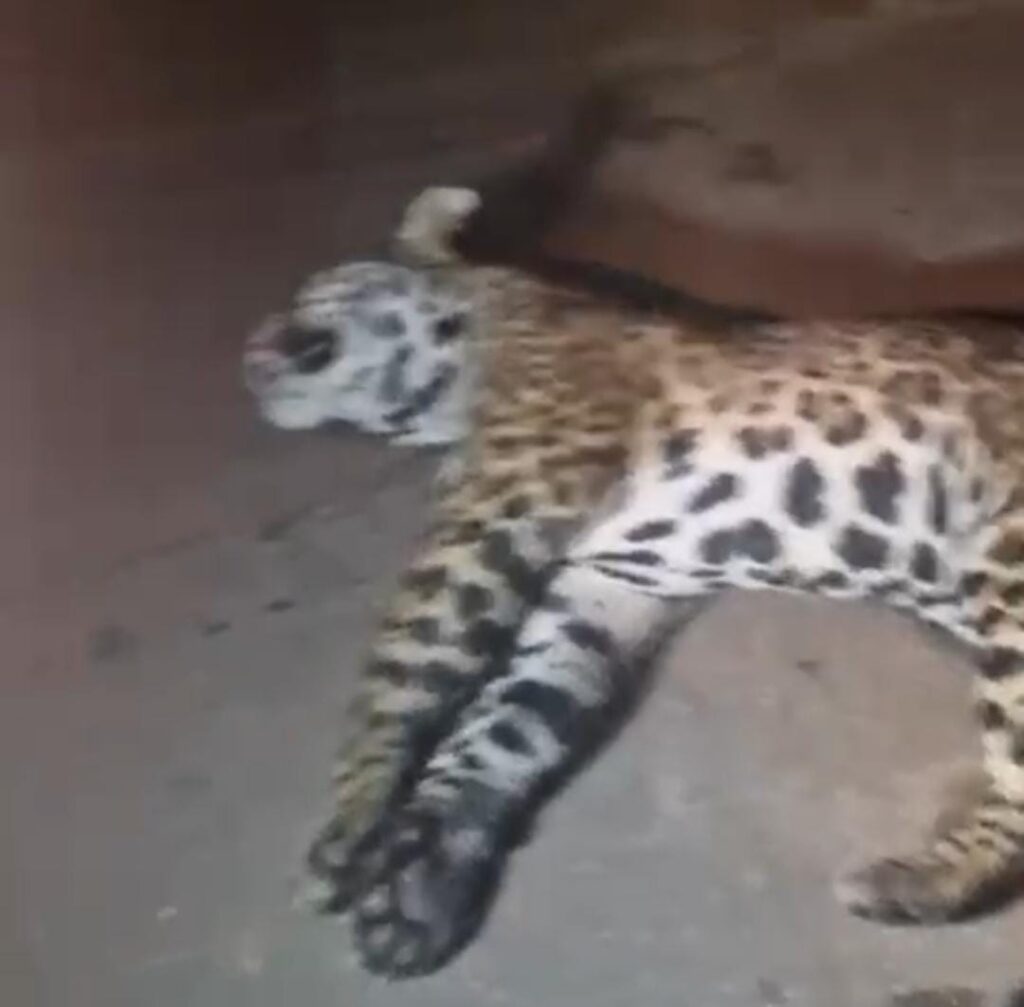 Onça-pintada morre após ser atropelada na BR-364, em Cruzeiro do Sul; veja vídeo