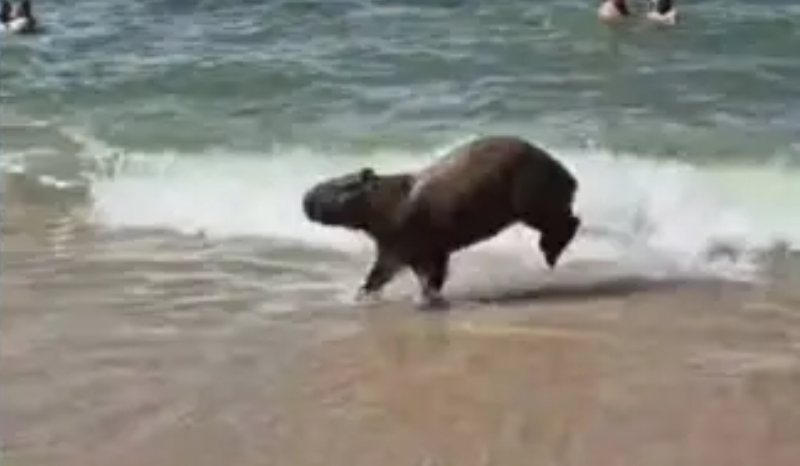 Capivara vira atração ao surgir entre banhistas ‘aproveitando’ a praia