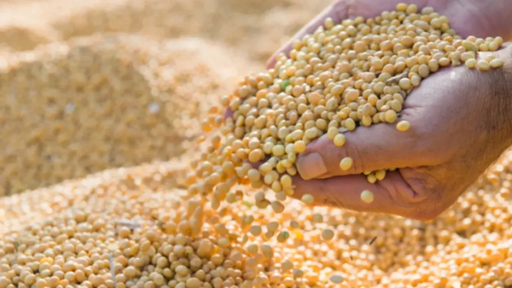 Em novembro, cultura da soja no Acre cresceu 18%, aponta boletim