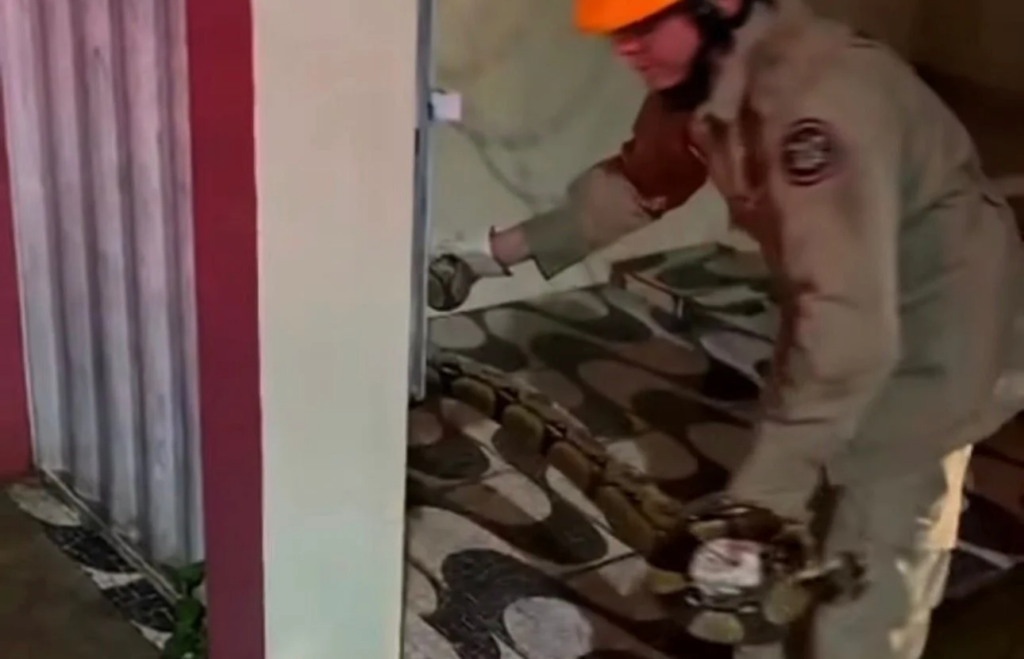 Bombeiros resgatam jiboia de aproximadamente dois metros em via pública no Acre