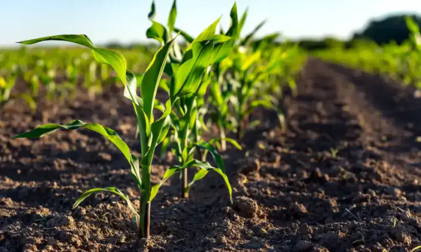 Cruzeiro do Sul mira crescimento da produção agrícola até 2029