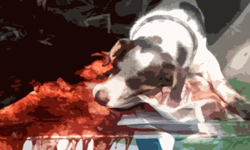 Em Cruzeiro do Sul, adolescente de 14 anos mata cachorro decapitado e acaba detido pela PM