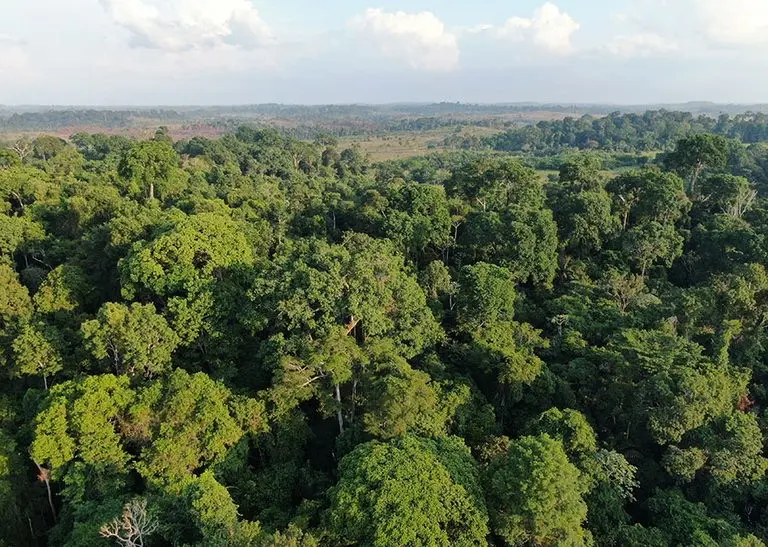 Amazônia pode entrar em regime climático hipertropical, alertam cientistas