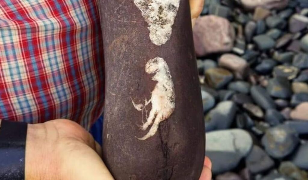 Filhote de dinossauro? Cientista explica imagem em pedra que bombou nas redes