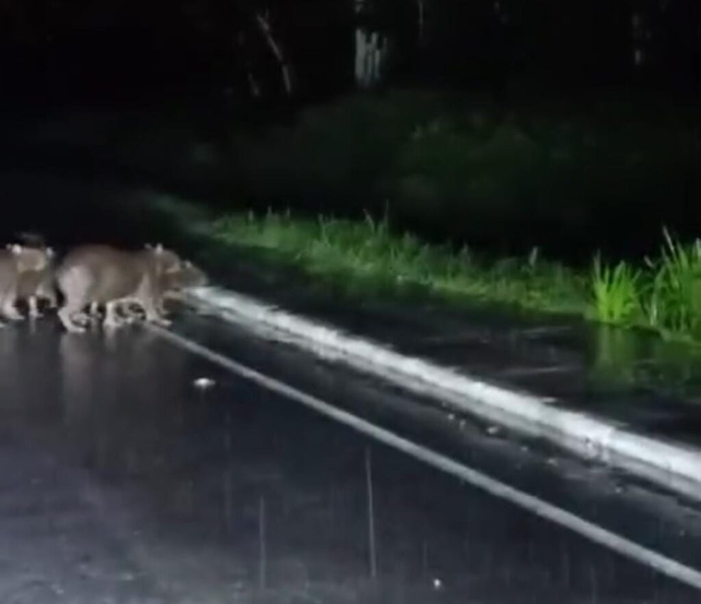 Grupo de capivaras é flagrada atravessando via na terceira entrada de Tarauacá; vídeo