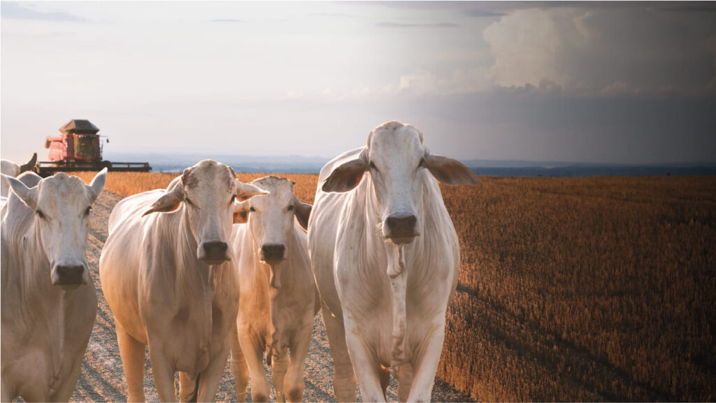 Agronegócio no Acre cresce 11,8% em 2025 e fica acima da media nacional, diz relatório