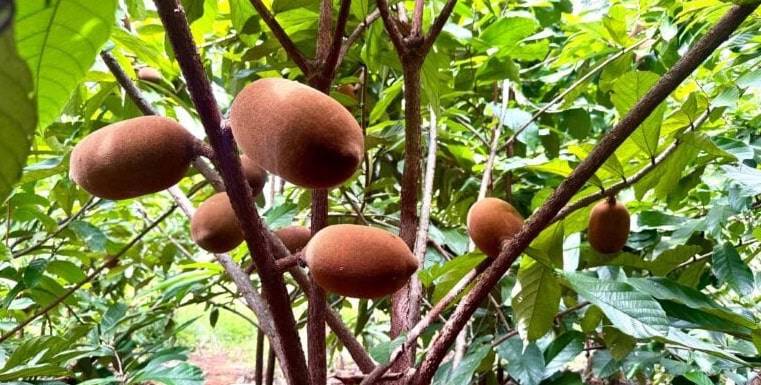 Cacau e cupuaçu impulsionam agricultura familiar no Acre, mas doença ameaça produção