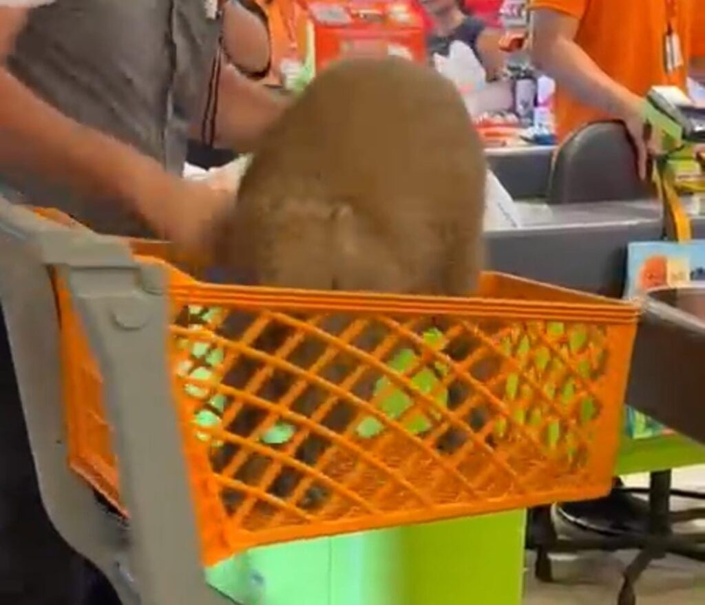 Capivara é flagrada em supermercado e retirada em carrinho no Acre; veja vídeo