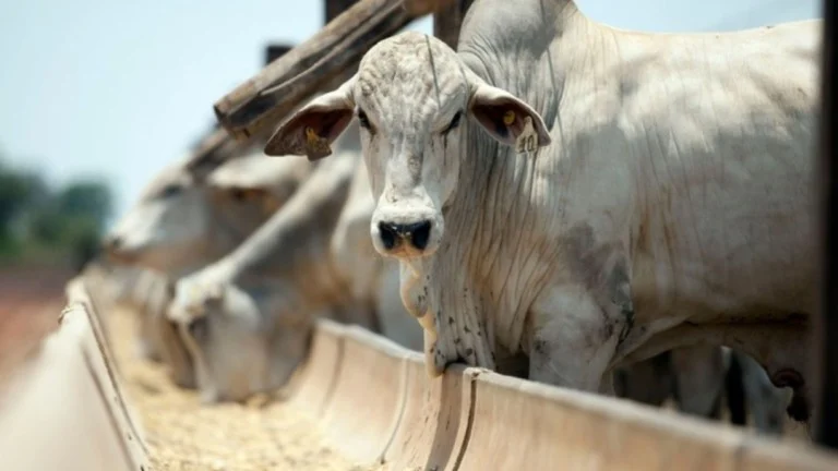 Mercado da reposição mantém firmeza no AC e amplia descompasso com o boi gordo