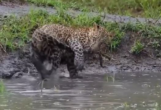 Onça-pintada captura o próprio rabo e cena fofa viraliza; veja vídeo
