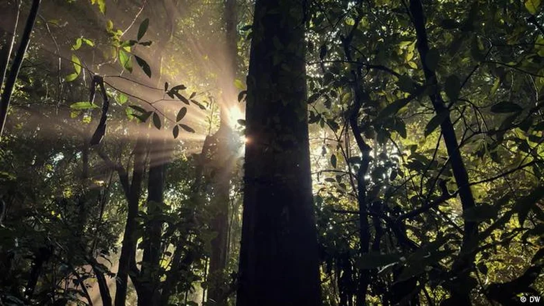 Como o Brasil busca se tornar referência em reflorestamento