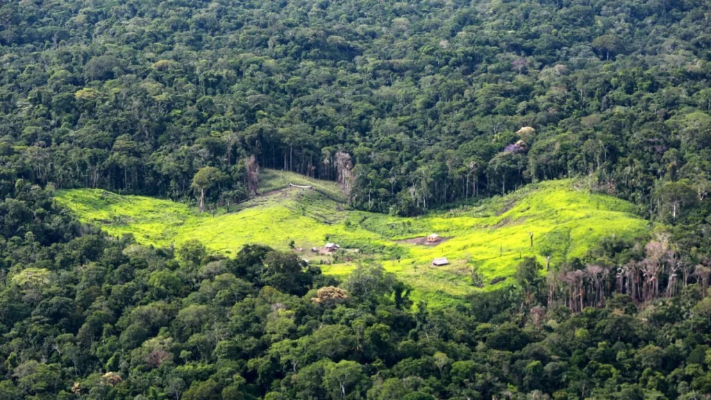 STF derruba lei do Acre que permitia transformar áreas de floresta pública em propriedade privada