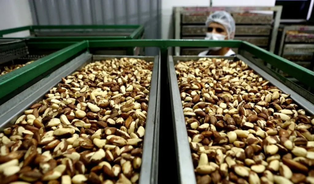 Exportações de castanha disparam sob liderança das cooperativas e somam US$ 6,5 milhões em 2 meses