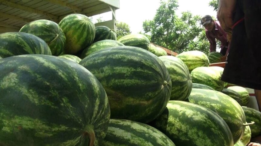 Acre amplia oferta de melancia, mas segue com participação nacional tímida