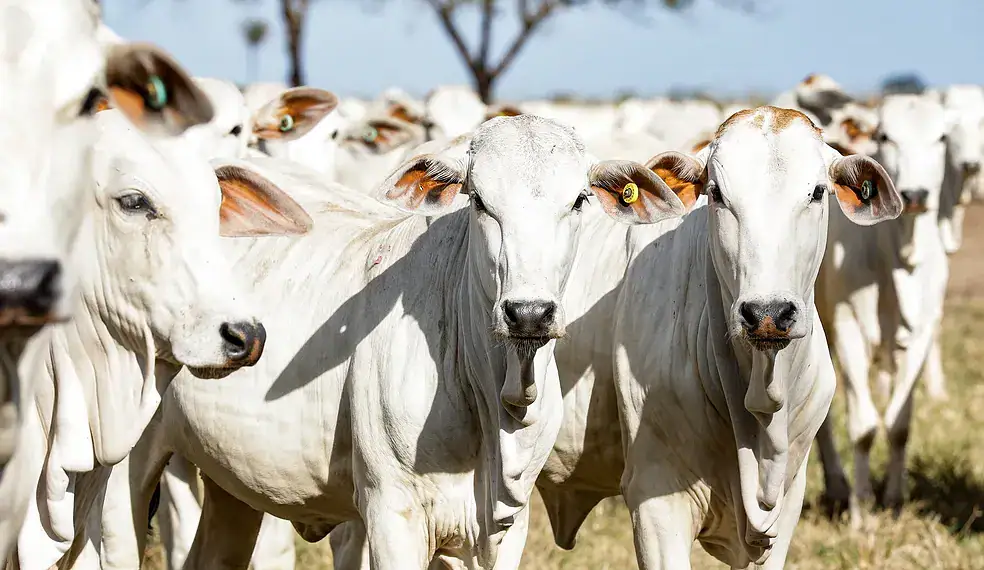 Acre cria programa para atualização do rebanho bovino e bubalino; veja como funciona