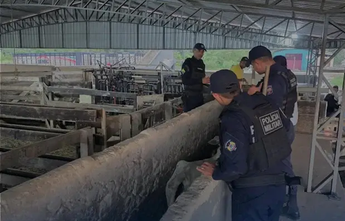 PM apreende segundo lote de gado sem documentação em Tarauacá