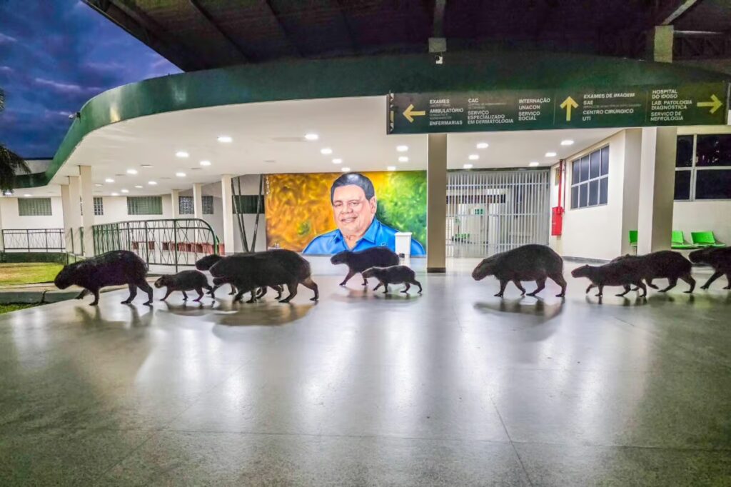Capivaras circulam tranquilamente na Fundação Hospitalar, em Rio Branco