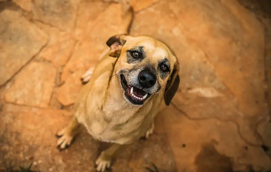 Pets fazem tão bem à saúde quanto amigos e família, aponta estudo