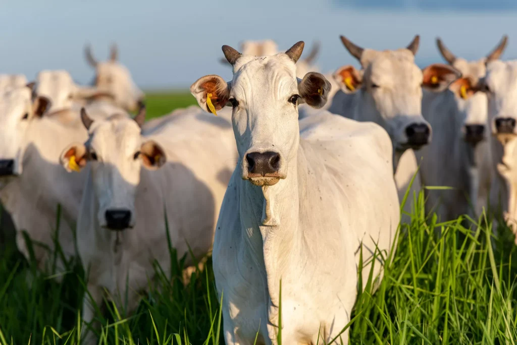 Agropecuária do Acre deve registrar queda de 2,1% em 2026