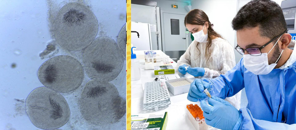 Estudo identifica parasita causador de doença rara em pacas consumidas no Acre