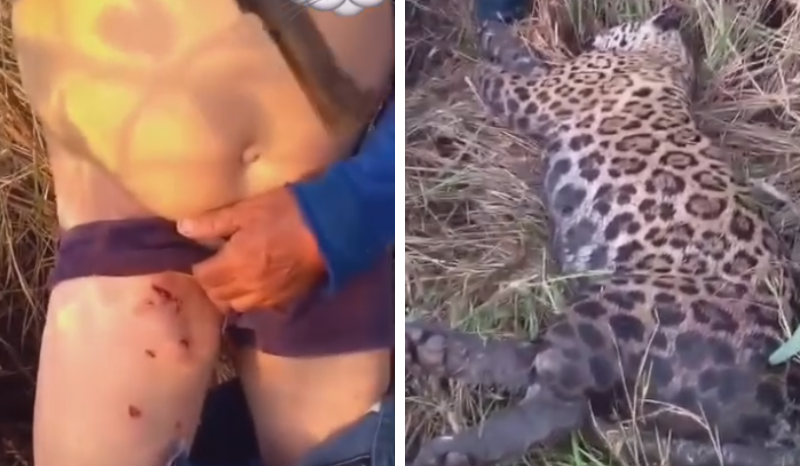 VÍDEO: homem sobrevive a ataque de onça-pintada e abate o animal