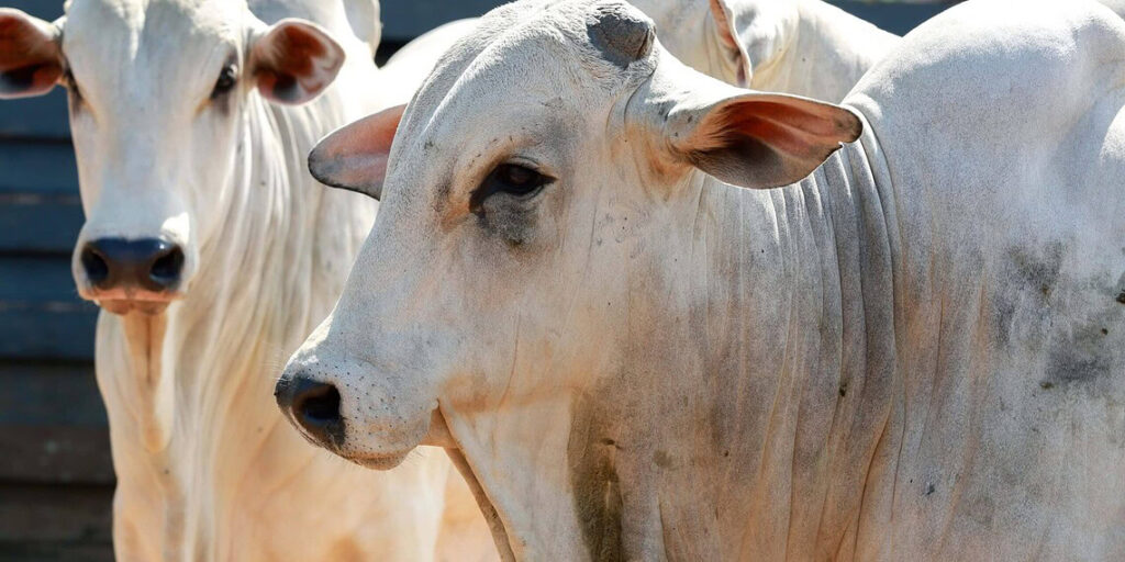 Carne bovina lidera exportações do Acre e movimenta quase US$ 4 milhões em março