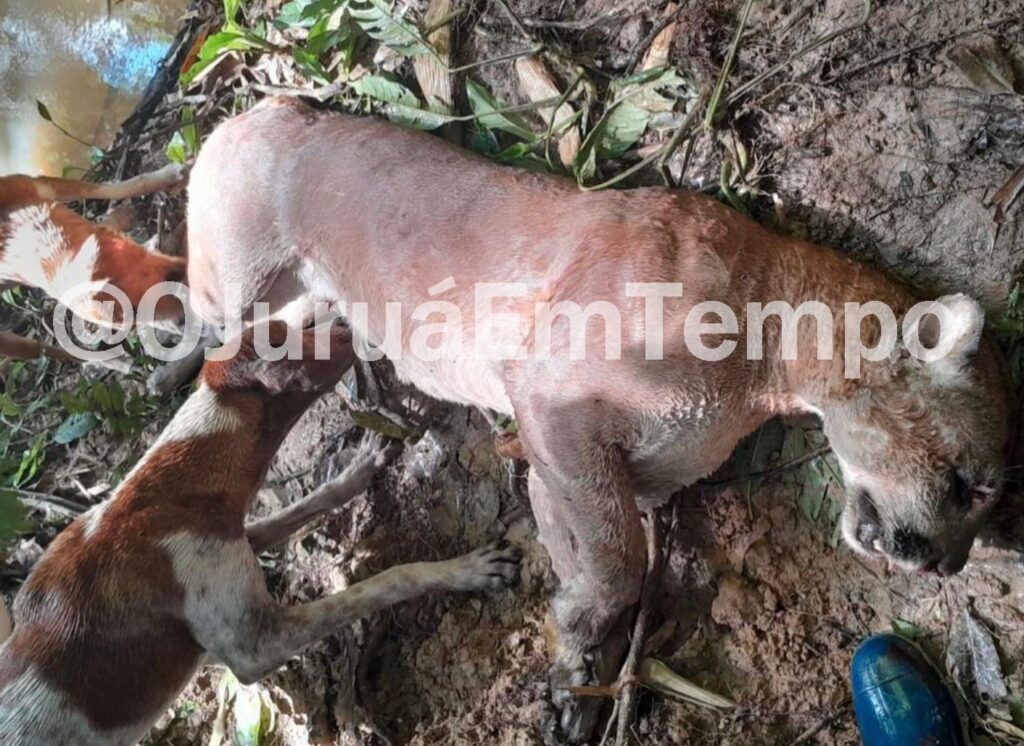 Onça é morta após ataques a animais em área rural de Sena Madureira