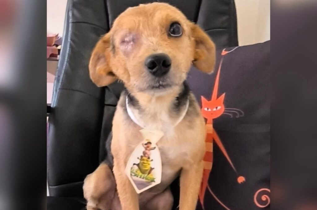 Após ser resgatado com grave ferimento no olho, cachorro Valente busca um novo lar em Cruzeiro do Sul