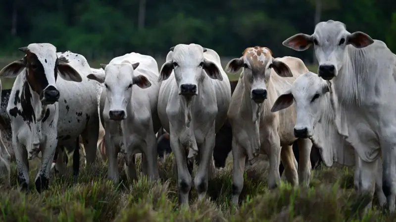 Exportações do Acre crescem e movimentam mais de US$ 11 mi em março