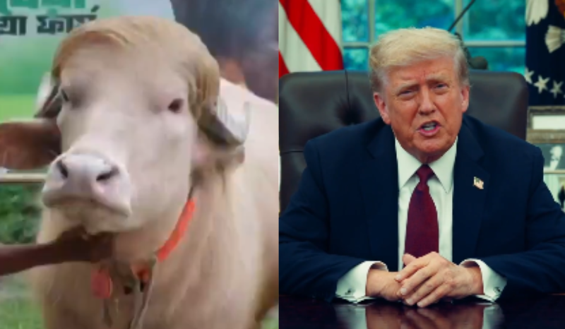 VÍDEO: búfalo albino vira celebridade e é comparado com presidente Donald Trump