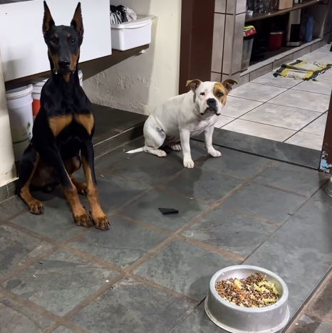 Oração canina: pets viralizam ao mostrar obediência em comer após “Amém”