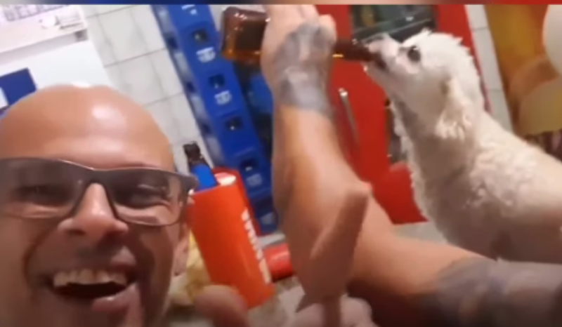 VÍDEO: homem filma cão consumindo cerveja e vira alvo de investigação