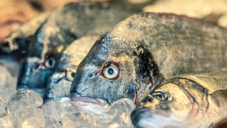 Mercúrio nos oceanos ameaça segurança alimentar global, alertam pesquisadores
