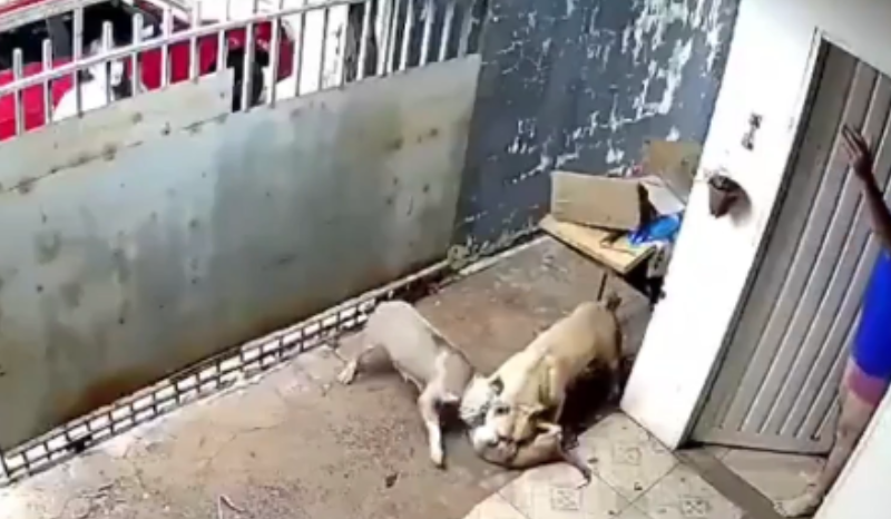 VÍDEO: cachorrinha filhote é atacada brutalmente por pitbulls dentro de casa