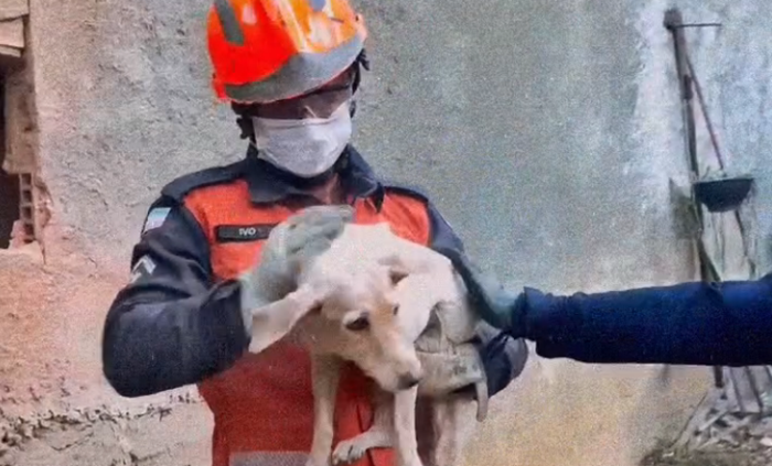 Vídeo mostra resgate de cachorro após animal ficar preso entre paredes