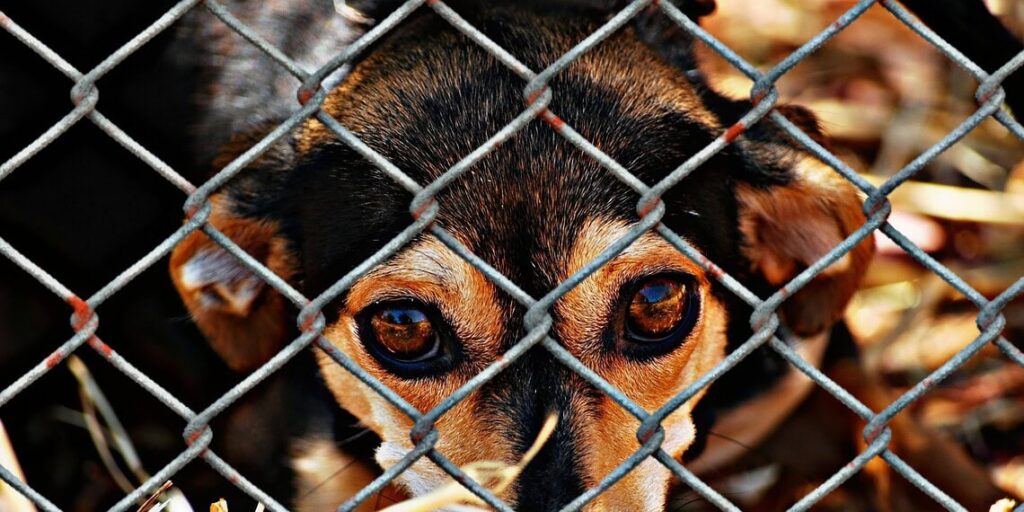 Sem abrigo ou controle de zoonoses, Sena Madureira é alvo de ação do MPAC para proteção animal