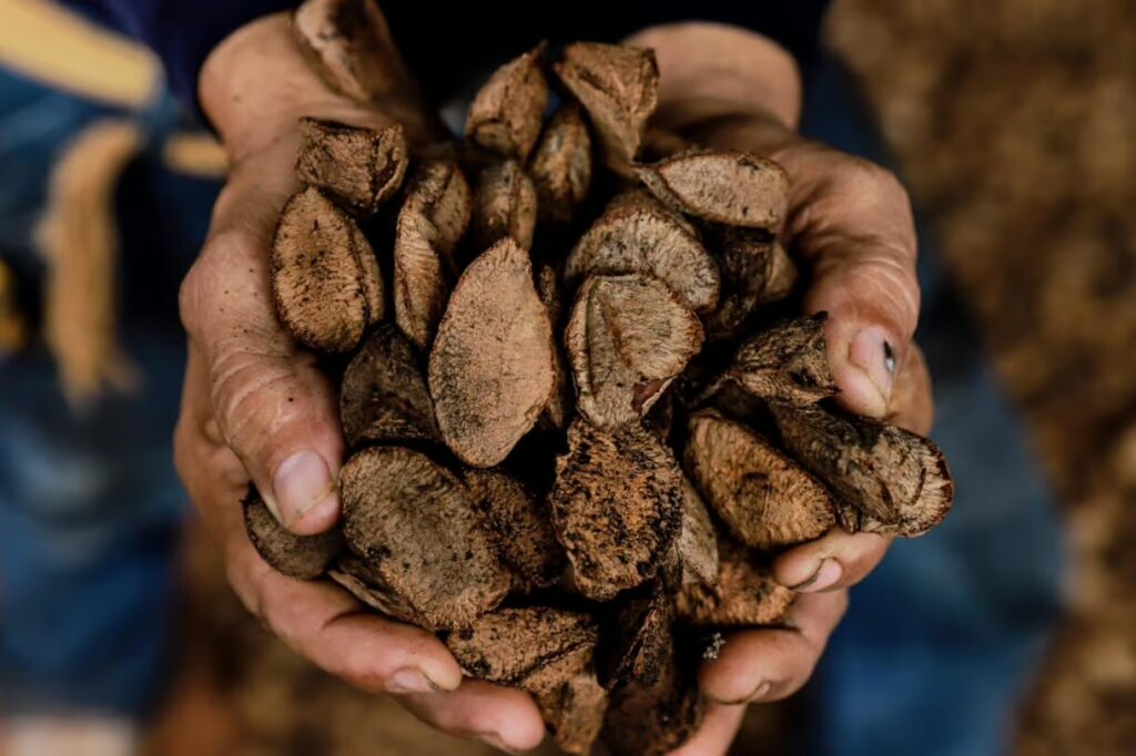 O desafio da bioeconomia: 90% da castanha acreana ainda sai sem processamento