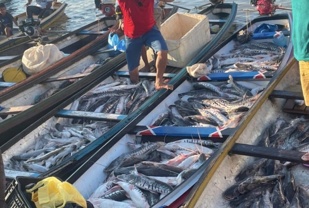 Rio Juruá mantém fartura de peixes e preço do pescado reduz em Cruzeiro do Sul