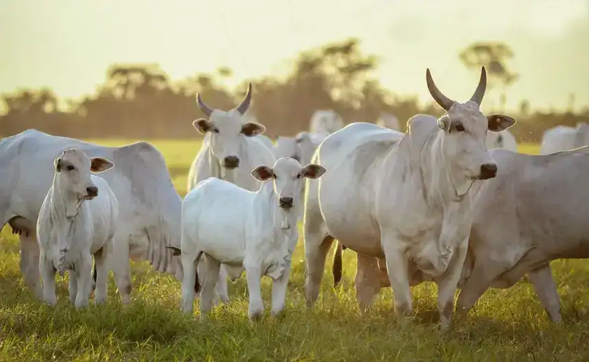 Reposição bovina no Acre segue entre as mais acessíveis do país