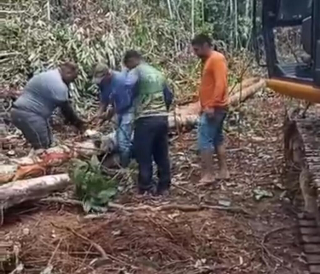 Fogueira de Santo Antônio, a mais alta do Acre, será acesa neste sábado em Mâncio Lima; veja vídeo