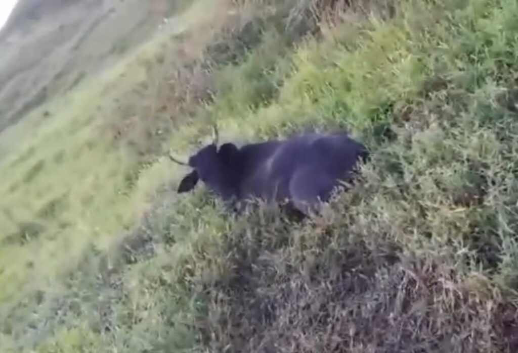 Misteriosa morte de gado acende alerta entre produtores rurais em Tarauacá; veja vídeo