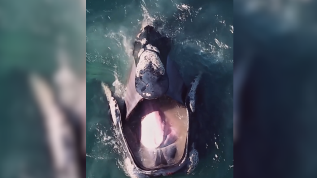 Vídeo impressionante flagra baleia-franca de boca aberta em Garopaba