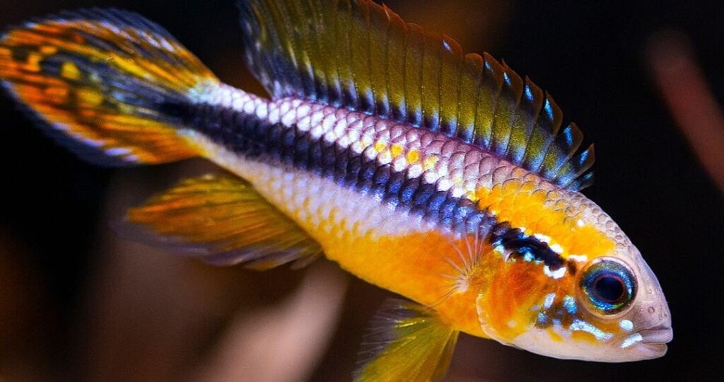 4 mil peixes ornamentais são apreendidos pela Receita Federal no interior do Acre