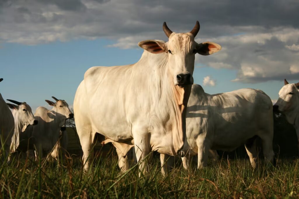 Exportação de carne bovina no Acre já chega a quase US$ 15 milhões em 2026