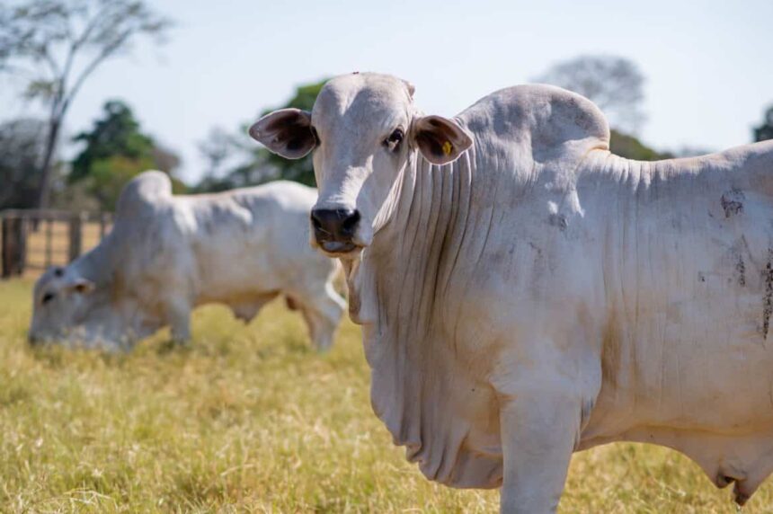 Em maio, 61,6% do gado que saiu do Acre foram para “mesmo proprietário”