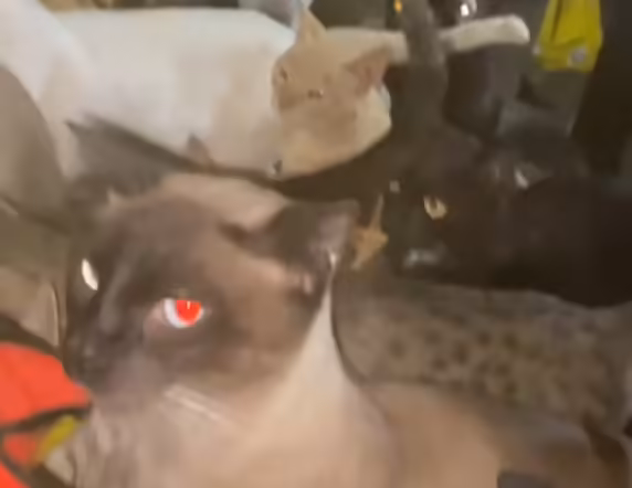 Casal de idosos com problemas respiratórios pede ajuda para reabrigar mais de 120 gatos em Mâncio Lima